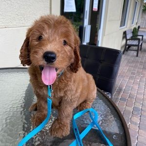 Meet your Posher, David